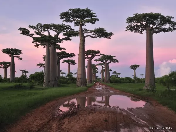 Madagascar, huge baobabs, Nature