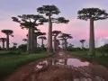 current picture: «Madagascar, huge baobabs»