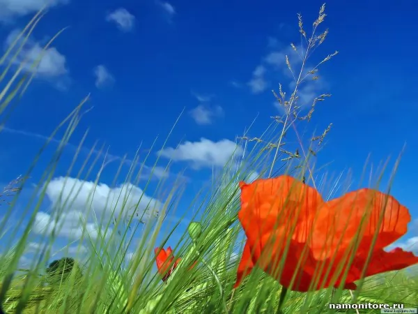 The Poppy in the field, Nature