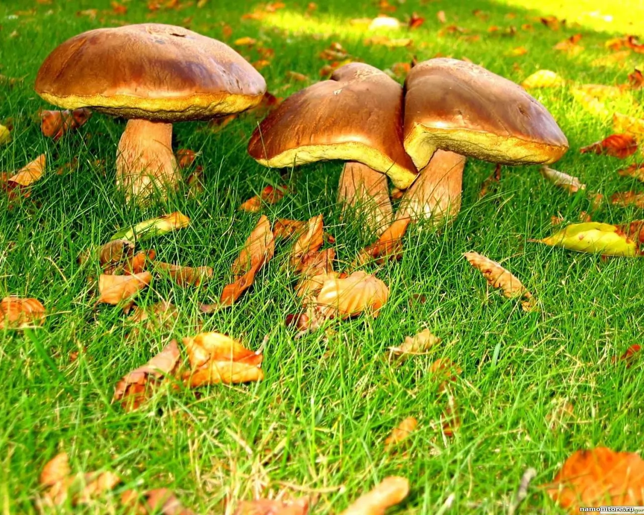 Mushrooms, green, mushrooms, nature x