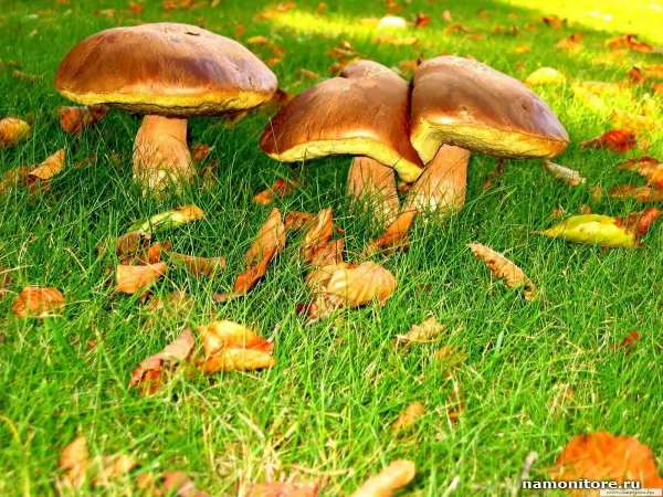 Mushrooms, Nature