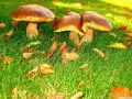 current picture: «Mushrooms»