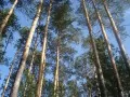 open picture: «Between pines»