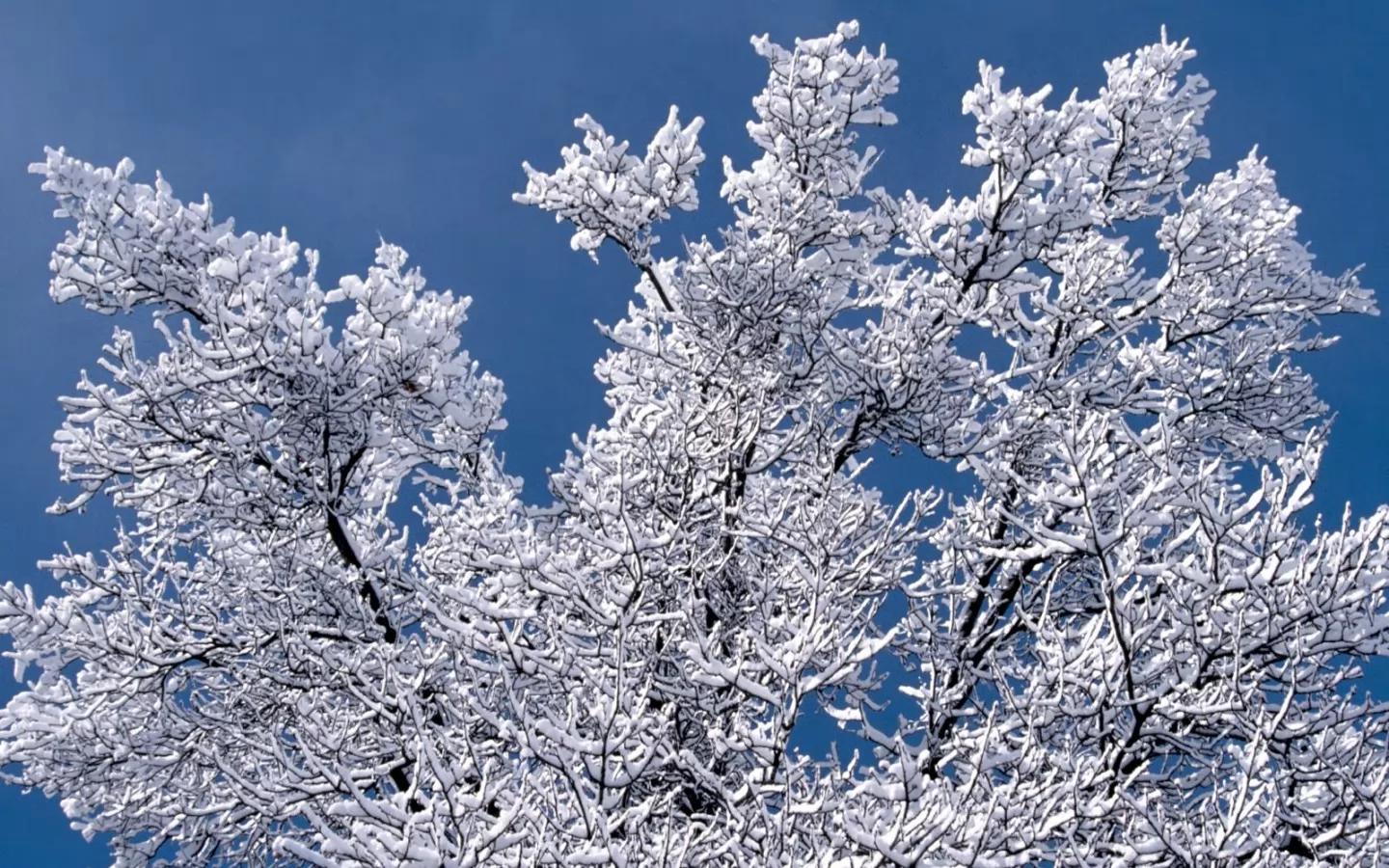 . Snow Branches, , , ,  