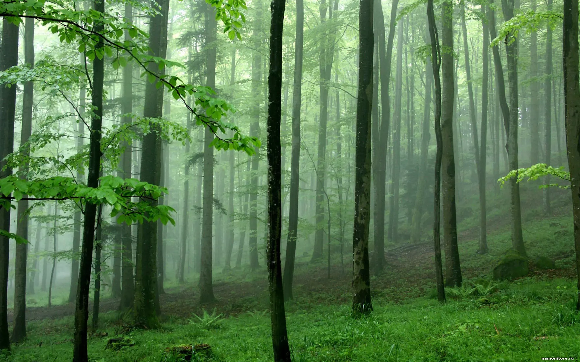 Фон лес днем. Широколиственный лес. Широколиственный лес России. Зеленый лес. Фон леса.