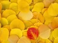open picture: «Coins. The yellow fallen down leaves»