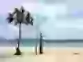 The Lonely palm tree