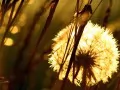open picture: «Dandelion»