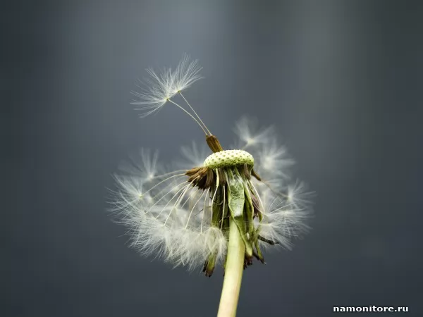 Dandelion, Nature