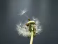 current picture: «Dandelion»