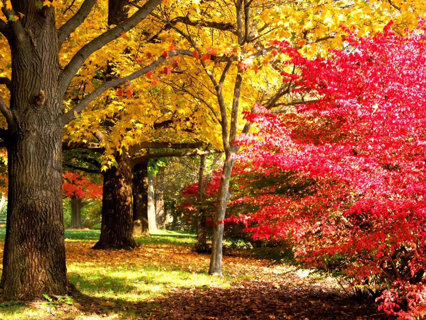 Октябрь в разгаре, жёлтое, золотистое, лес, лучшее, осень, пейзажи, природа, розовое х