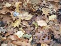 open picture: «The Fallen down foliage»