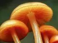 обои для рабочего стола: «Оранжевые грибы»