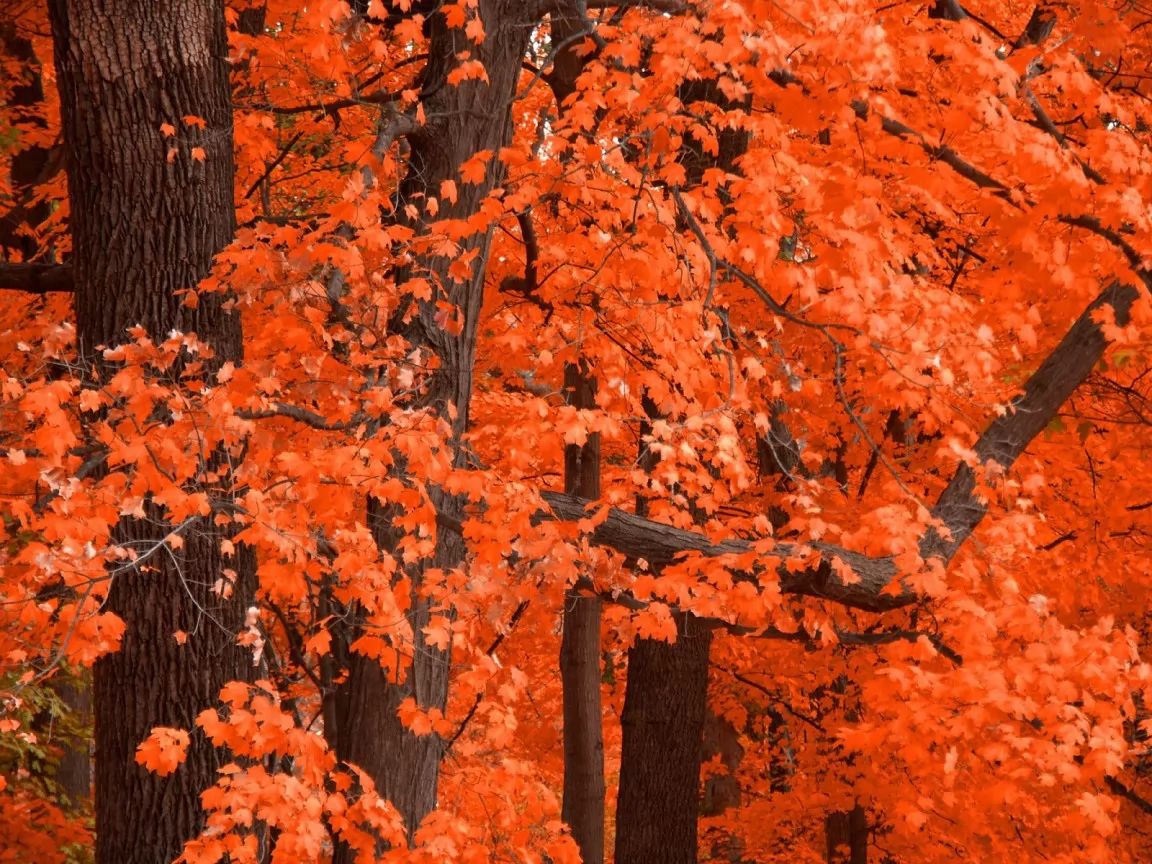 Orange wood, autumn, forest, nature, orange x