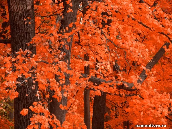 Оранжевый лес, Природа