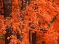 обои для рабочего стола: «Оранжевый лес»