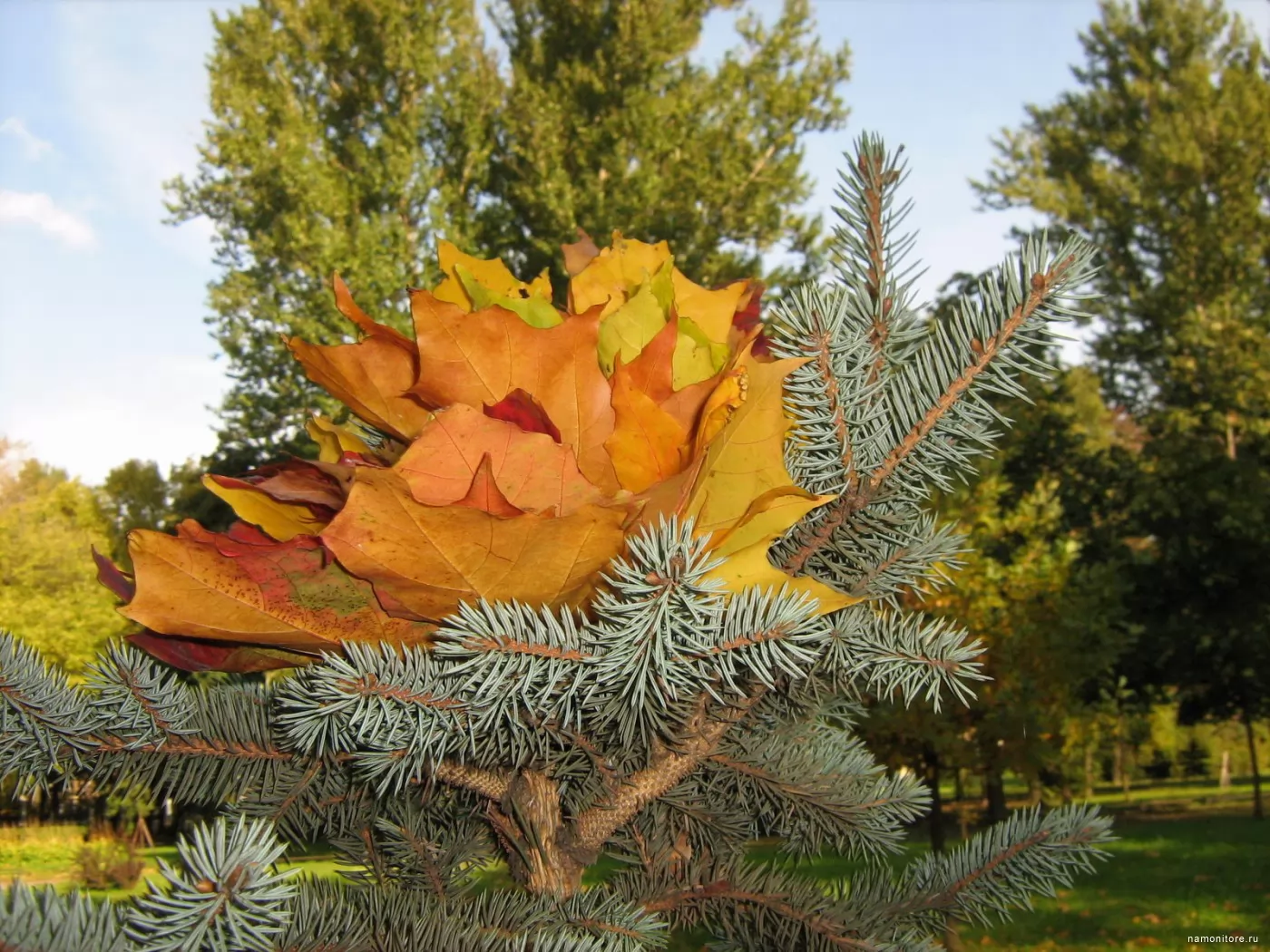 ель повислая. осень елки. ель осенью. осенняя елочка. елка осенью.