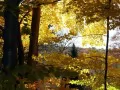 open picture: «Autumn mood»