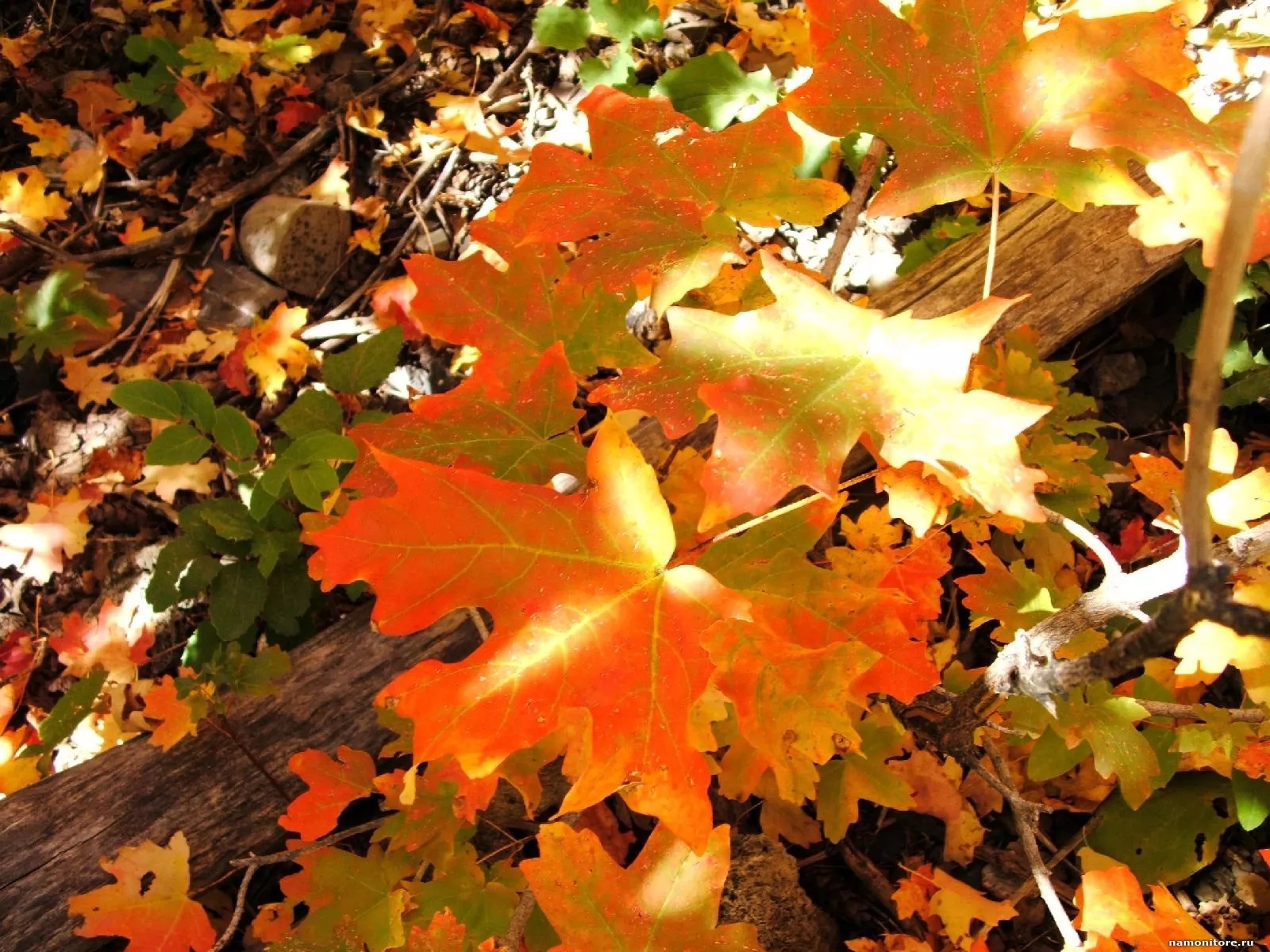 Золотая осень листья упавшие