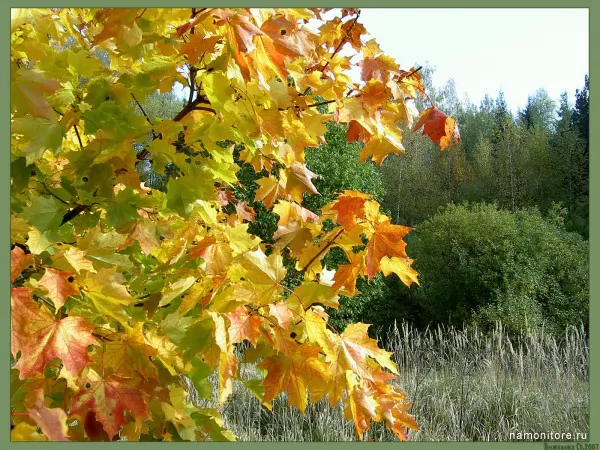 Autumn maple, Nature