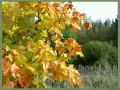 open picture: «Autumn maple»