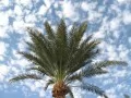 open picture: «Palm tree»