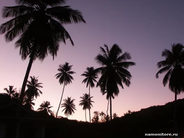 Palm trees against the twilight sky, Nature