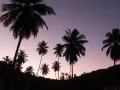 current picture: «Palm trees against the twilight sky»