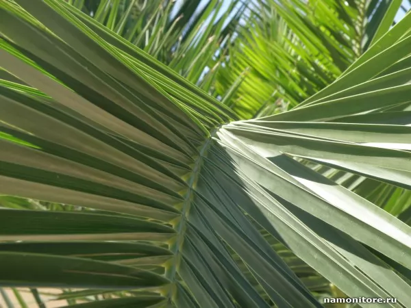 Пальмовая дорожка, Природа