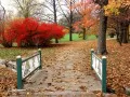 open picture: «Park in the autumn»