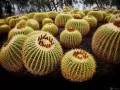 open picture: The Plantation of cactuses
