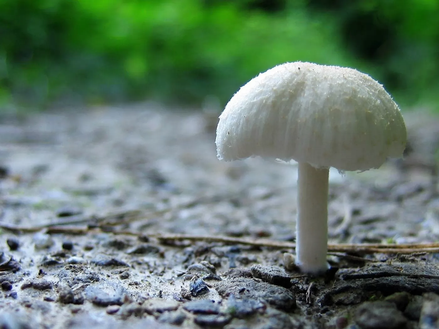 Растение поганка. Бледная поганка гриб. Белая поганка гриб. Бледная поганка гриб фото. Бледная погоганка гриб.