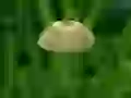 The Translucent mushroom