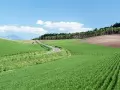 open picture: Fields