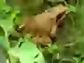 Pomoshniki