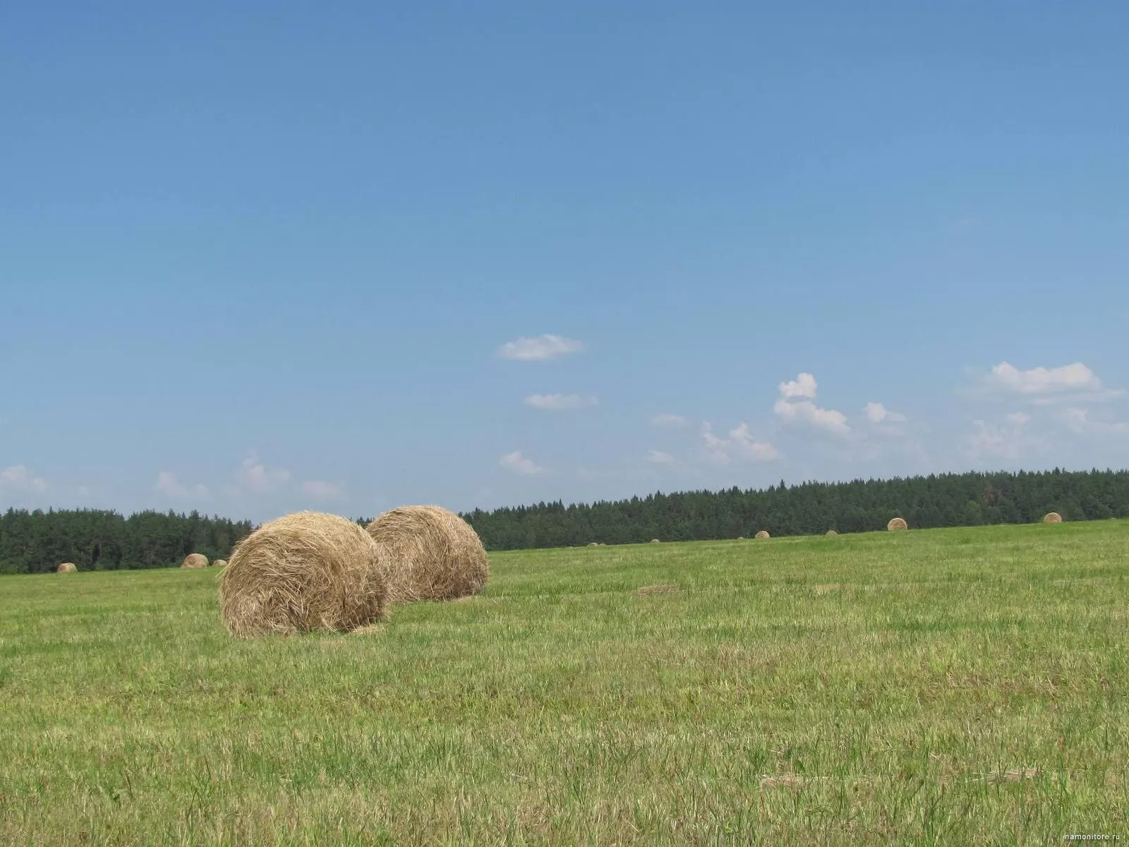 Сенокосные луга. Сычевка Алтайский край сенокос. Лето в деревне сенокос. Поле сенокос. Заготовка сена.