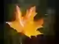The Messenger of autumn