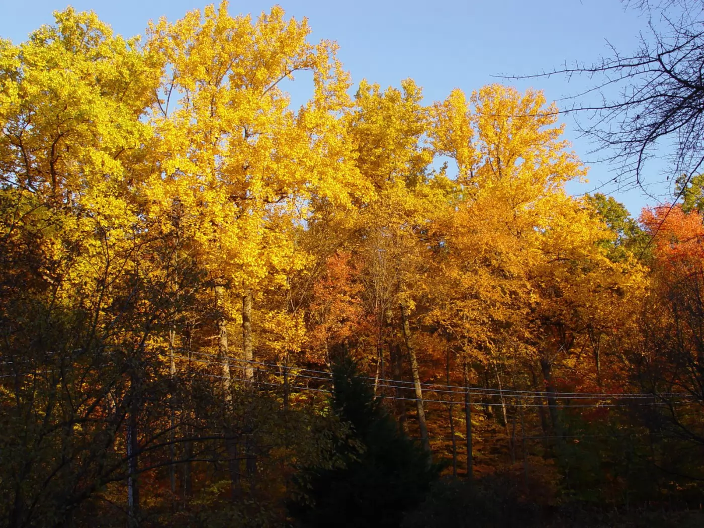 Закат золотит деревья старинной позолотой. Дерево покрытое золотом. Позолота на дереве. Осенний лес в Геленджике. Лес осенью в Геленджике.
