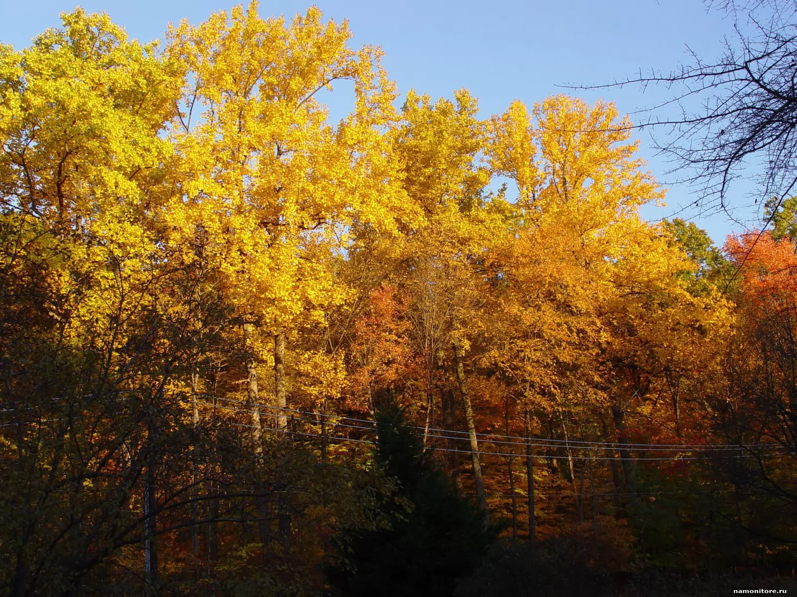 Позолоченные деревья, золотистое, лес, осень, пейзажи, природа х