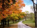 open picture: «Walk in autumn park»