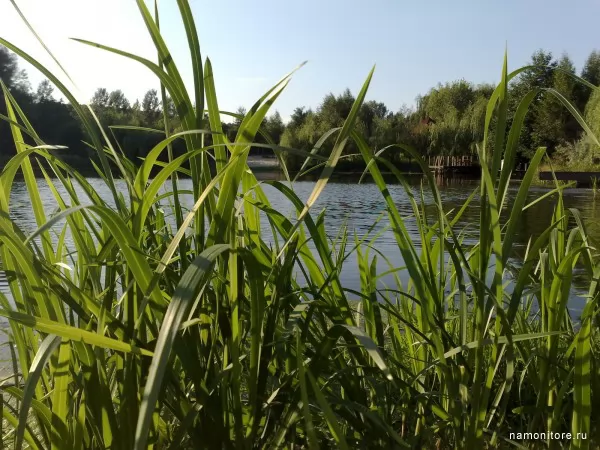 Pond, Nature