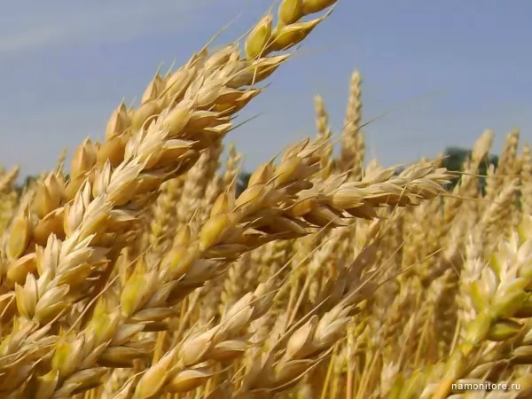 Wheat, Nature
