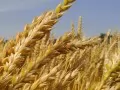 выбранное изображение: «Пшеница»