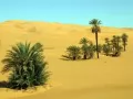 current picture: «desert Vegetation»