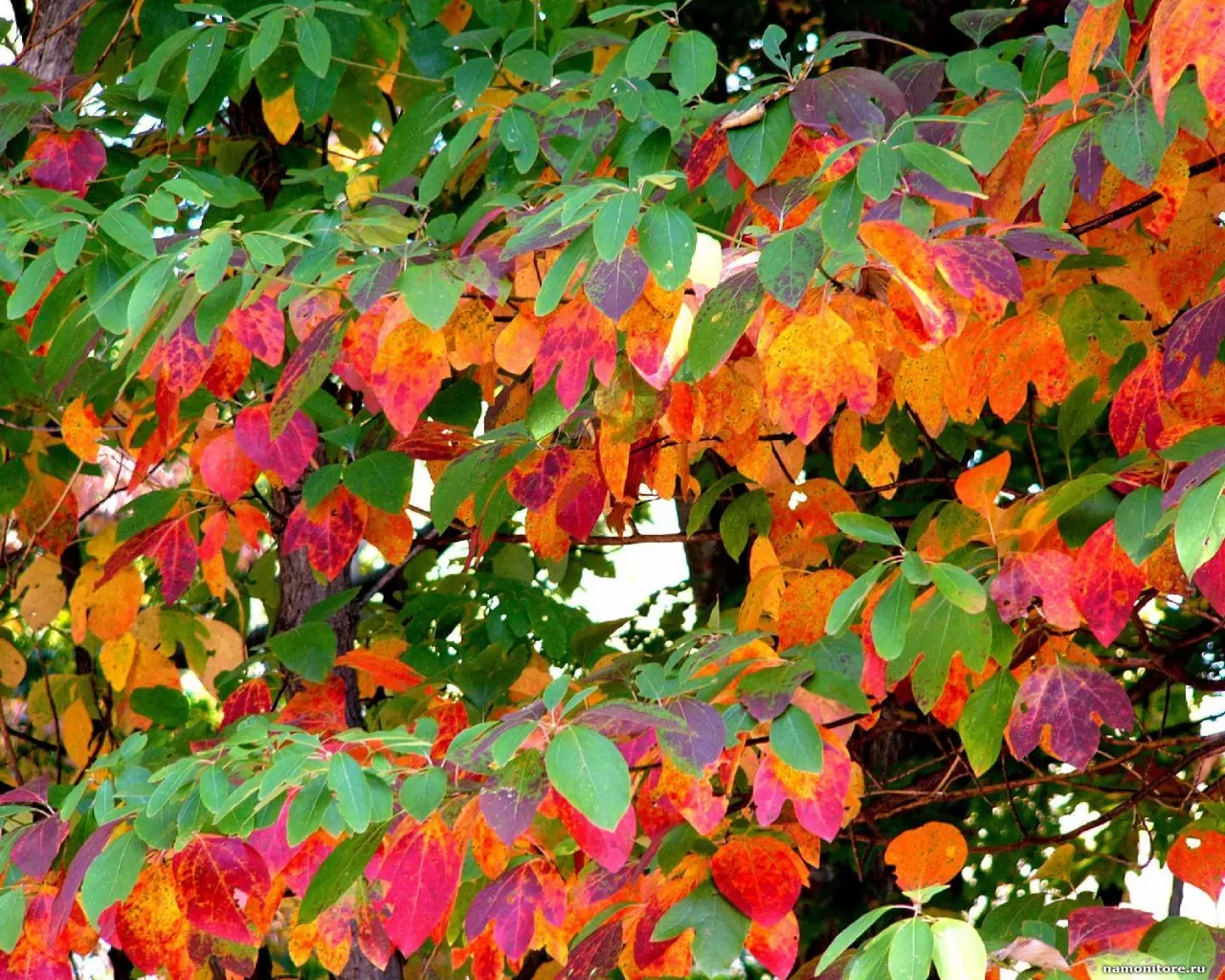 Кустарник с разноцветными листьями