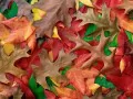 обои для рабочего стола: «Разноцветные листья»