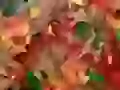 Multi-coloured leaves