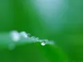 open picture: «Dewdrops»