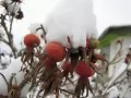 open picture: «Dogrose under snow»