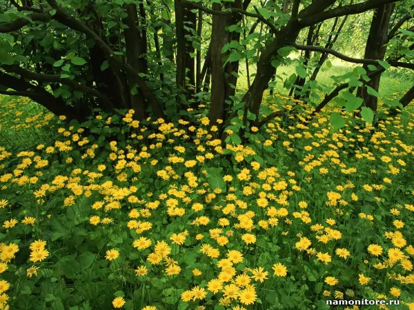 Шотландия. Flowering Leopardsbane, Природа